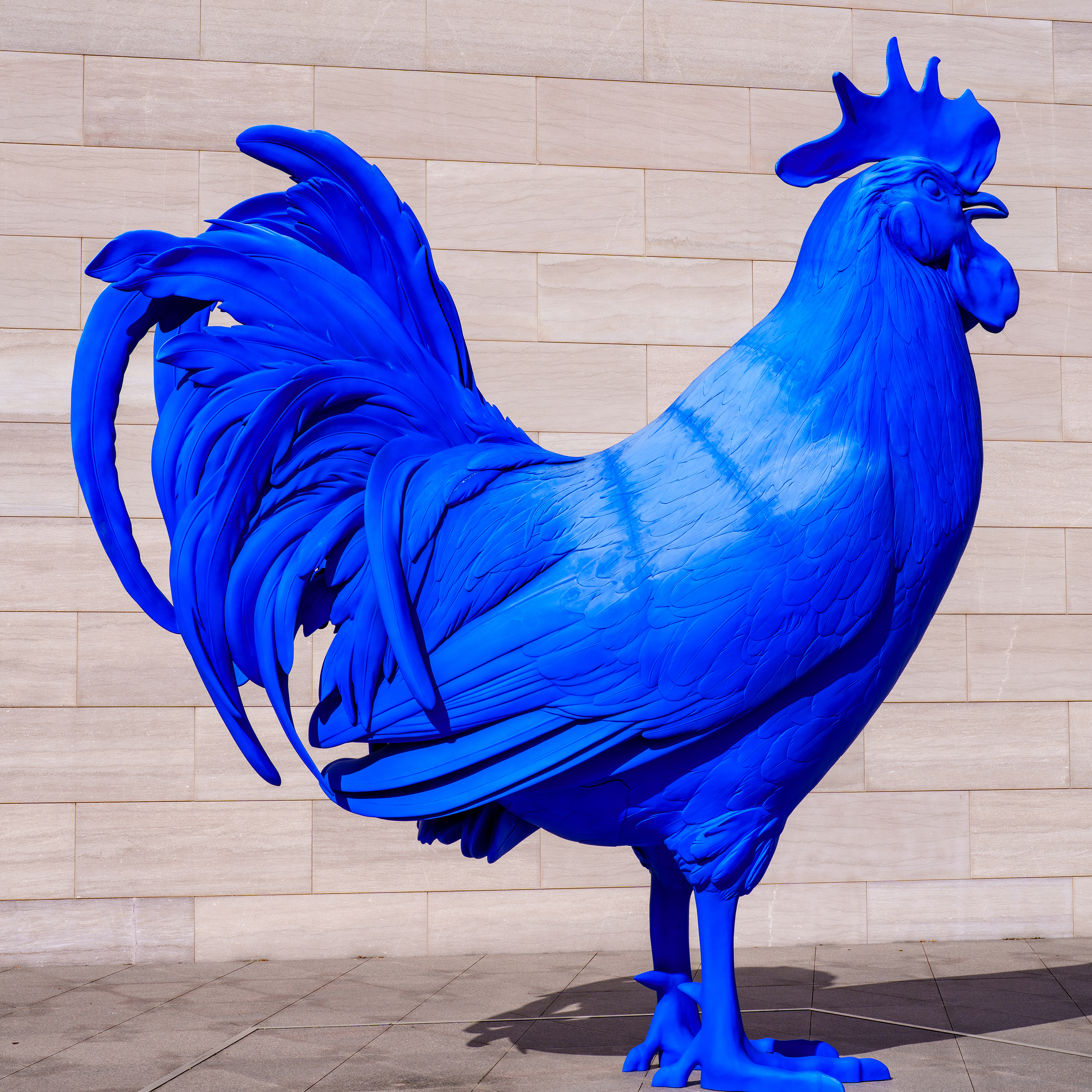 Blue Rooster